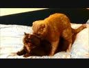 猫の交尾