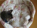 120BPM♪猫♪愛的滑翔翼♪歩行者散歩BGM♪.wmv
