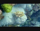 男一匹島の上　サバイバル　式根島編　その２