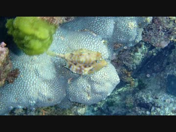 男一匹島の上　サバイバル　式根島編　その２