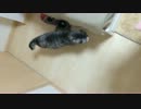 甘えん坊のねこ