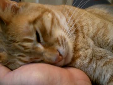 拾いねこ＠生後613/580日　手枕で寝るのが好きなアコさん