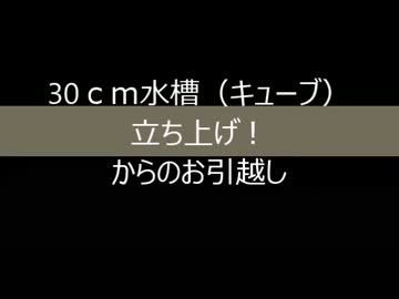 30cm水槽（キューブ）立ち上げPart ２からの引越し