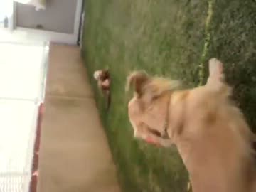 犬vsフェレット [１回戦目]