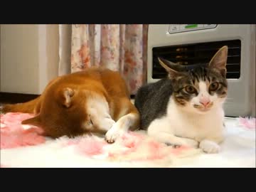 朝一番ネコの鳴き声と二度寝柴犬