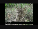 【IA】　　 哀しき獣 　　【オリジナル曲】