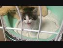 【Felice】風邪ひきにゃーにゃー