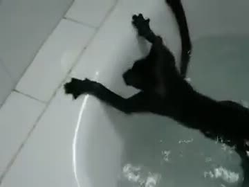 風呂で楽しそうに泳ぐ子猫ちゃん達