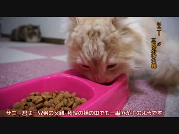【リア獣】 三兄弟の誕生日　【猫万歳】