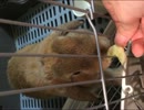 乾燥バナナを乱暴にガツガツ食べる垂れ耳うさぎ