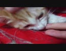指しゃぶり猫
