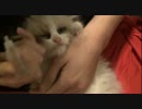 ラグドールのレオ　Vol.13 某猫動画のアレを習得する子猫