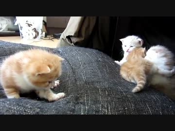 子猫産まれたて（生後２０日経ちました）