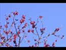 【MEIKO V3】【KAITO V3】花は咲く【カバー】