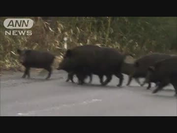 人いない町で「イノブタ」わがもの顔　福島・富岡町