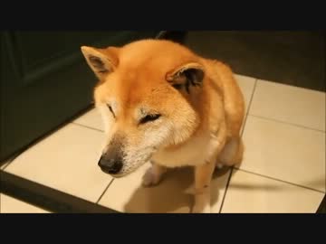 家に入れるよう訴える柴犬 En attendant Godot