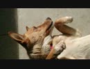 愛犬ナナと暮らしましょう（1年と335日目）～最後にクシャミ～