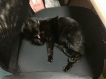 【従業猫】さつきの毛づくろい