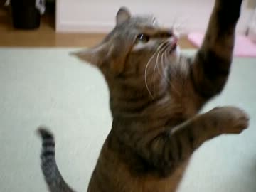 拾いねこ＠生後616/583日　→↓＼＋P　対空攻撃中の月音さん