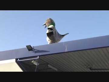 レミﾀﾝが鳩になってみた