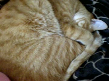 拾いねこ＠生後617/584日　アンモナイトがよく発掘される我が家