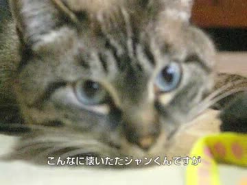 ジャンくんの家猫生活２年３ヶ月　ここまで来ました
