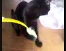 （初投稿です）猫とねこじゃらし.3gp