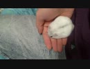 チョロＱみたいな動きのハムスター
