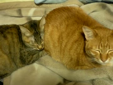 拾いねこ＠生後618/585日part1　アコさんの尻枕で寝る月音さん