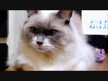 カミカミがとまらない猫