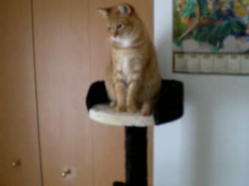 拾いねこ＠生後618/585日part2　新アイテム導入