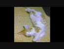 仔猫たちへ送る～未来へ～