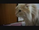 【リア獣】 夜の猫達　【猫万歳】