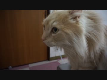 【リア獣】 夜の猫達　【猫万歳】