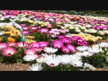ミクさんを花畑に召還テスト♪