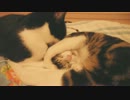 頭を抱えて寝るShushu