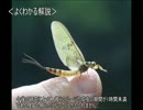 ゆっくり動物雑学「羽化から1時間で…」