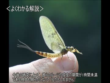 ゆっくり動物雑学「羽化から1時間で…」