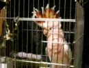 インディアン化するちぃちぃとピヌコさんいちゃいちゃ動画