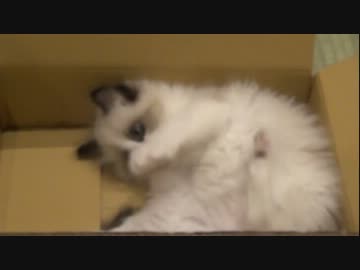 ラグドールのレオ　Vol.14　キャットタワーとダンボールにハマる子猫