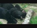 ジャガーの肉球