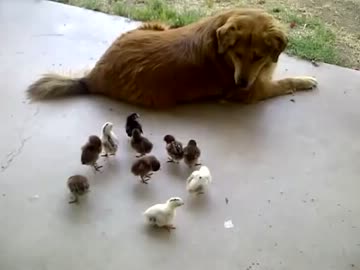 10羽のヒヨコとワンコがほのぼのする動画（・∀・）ﾆﾔﾆﾔ