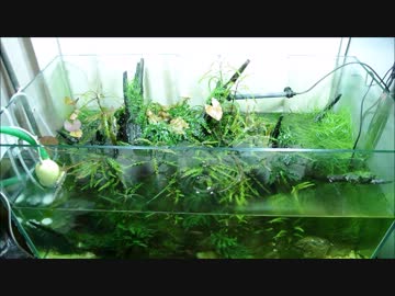 90ｃｍ水槽で水草レイアウトするよ！【PART4】