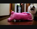 猫ｖｓサイボーグの人