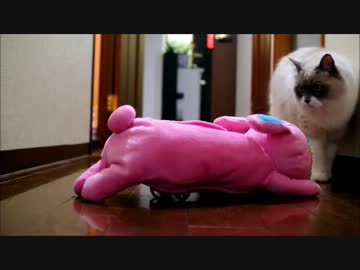 猫ｖｓサイボーグの人