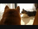 柴犬たちと猫のひなたぼっこ