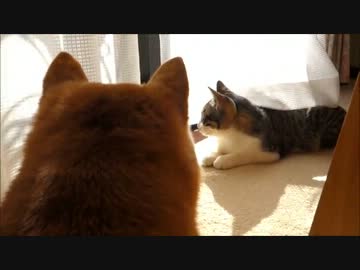 柴犬たちと猫のひなたぼっこ