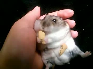 うちのハムスターにもあまえん棒をあげてみた①