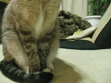 席を立つパパの居た場所を狙うジャンくん