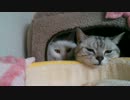 まどろむ生首のごとき猫たち
